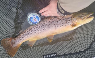 Swanswater Brown Trout