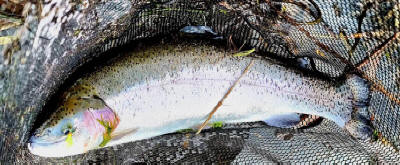 Swanswater Trout