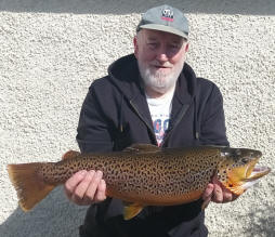 Swanswater Brown Trout